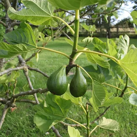 Luxury Rural Retreat Ideal For Families With A Jacuzzi Hot Tub Ferienhaus Yvrandes